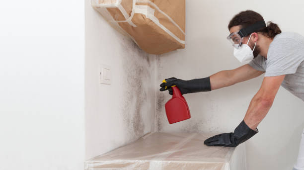 Professional Basement Mold Remediation technician working in New Park, PA