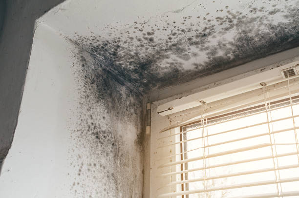 Affordable Basement Mold Remediation solutions in New Park, PA