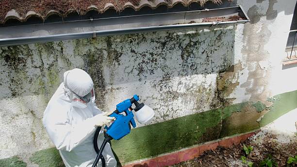 Top rated local Basement Mold Remediation specialists in New Park, PA